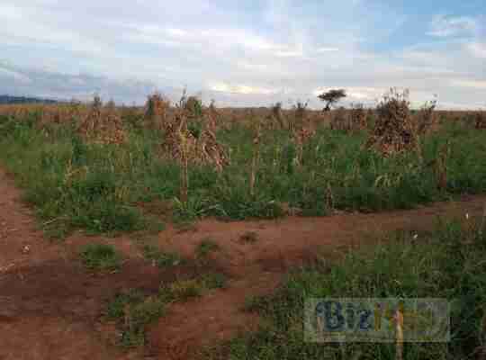 50 Acre Parcel of Land at Kiss Near Kirita-Trans Nzoia @1.8Million,negotiable