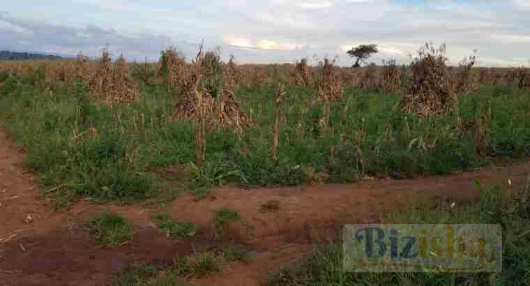 50 Acre Parcel of Land at Kiss Near Kirita-Trans Nzoia @1.8Million,negotiable